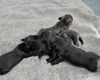 Mixed Breed