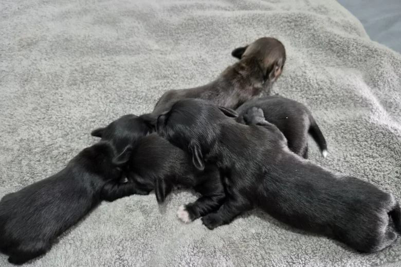 Mixed Breed
