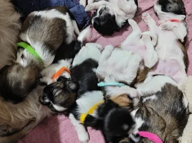 Shih Tzu
