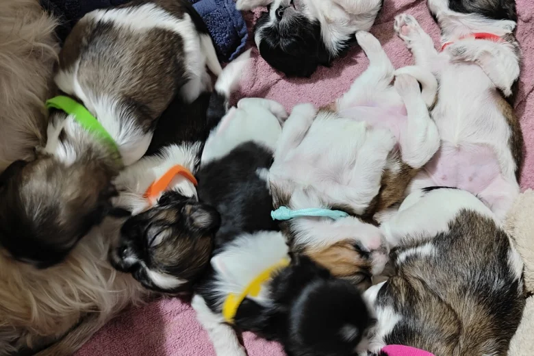 Shih Tzu