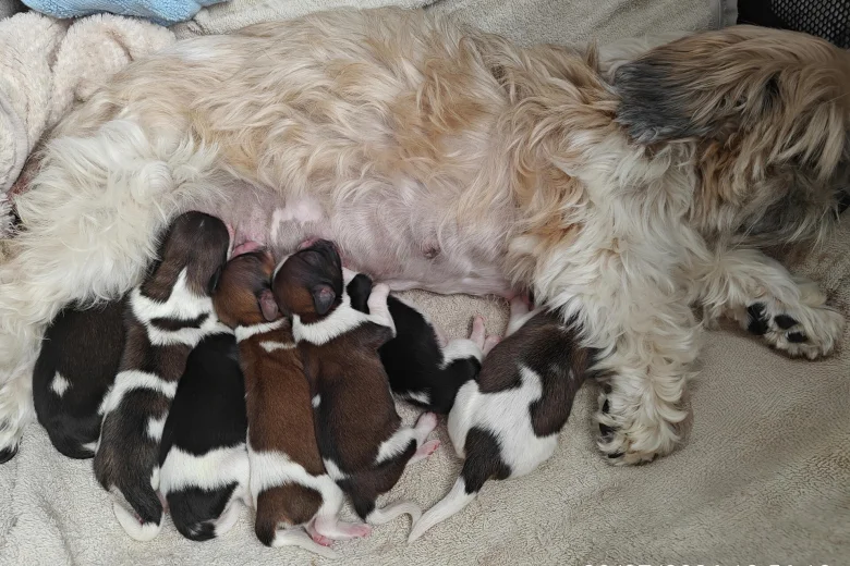 Shih Tzu