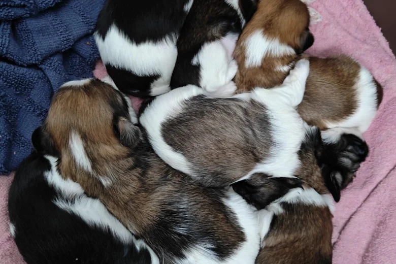 Shih Tzu