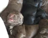 Cockapoo
