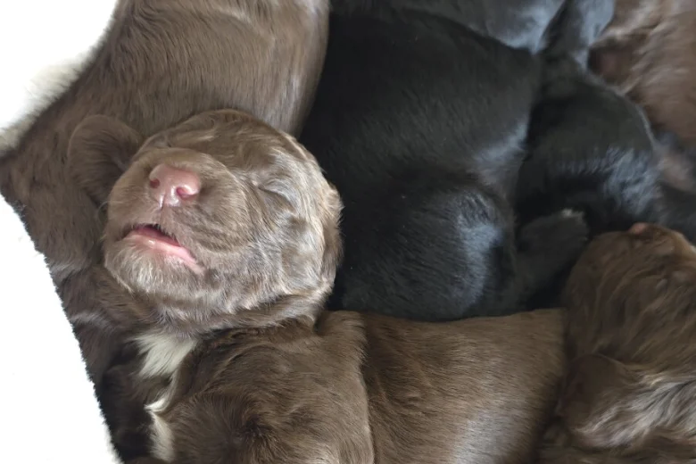 Cockapoo
