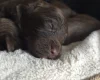 Cockapoo