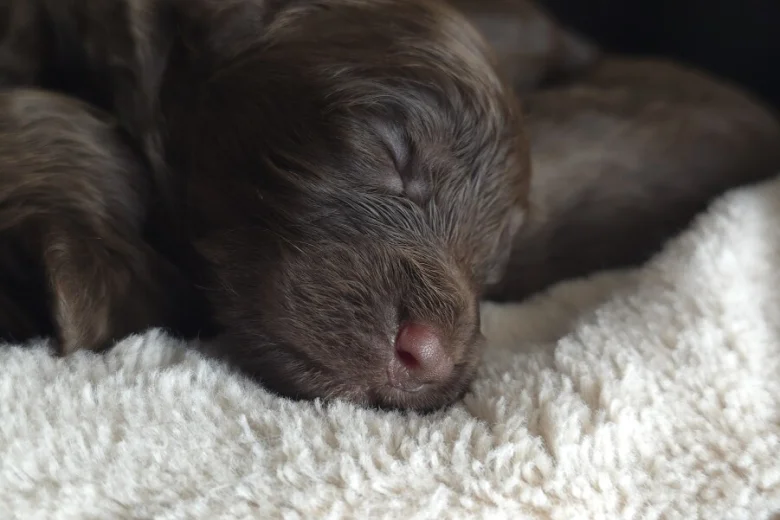 Cockapoo