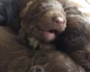 Cockapoo