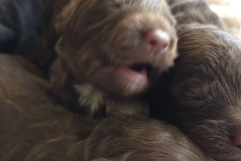 Cockapoo
