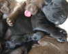 Cockapoo
