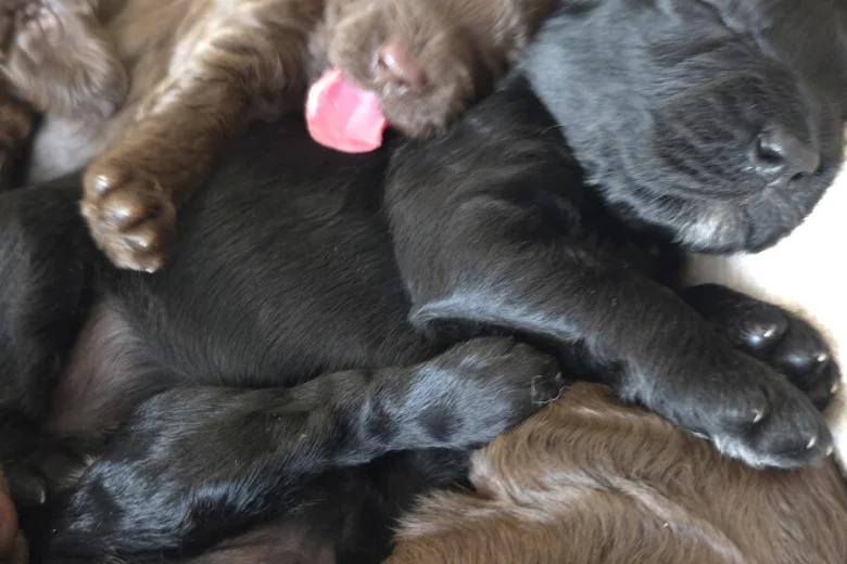 Cockapoo