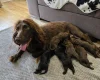 Cockapoo