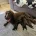 Cockapoo