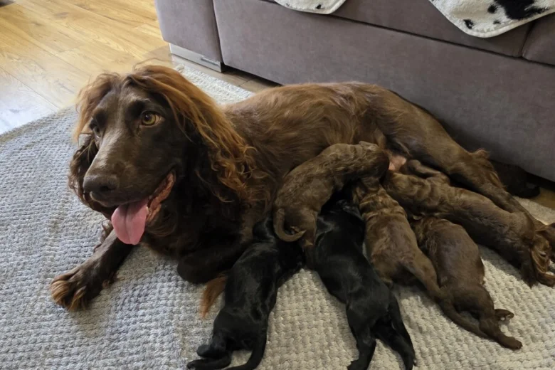 Cockapoo