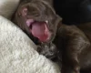 Cockapoo