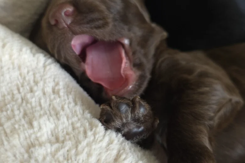 Cockapoo