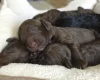 Cockapoo
