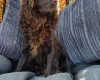 Cockapoo