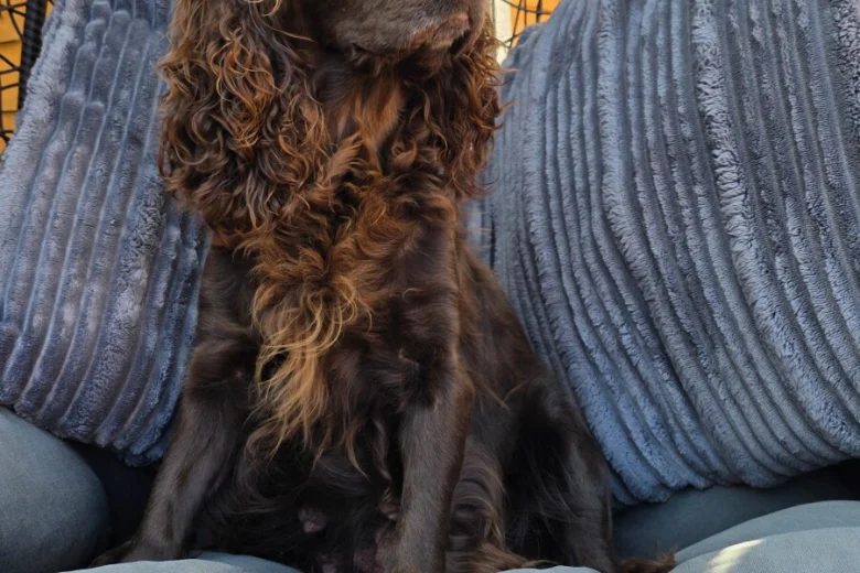 Cockapoo