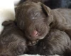 Cockapoo