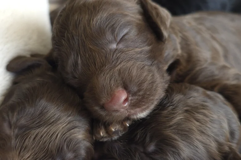Cockapoo