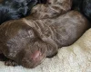 Cockapoo