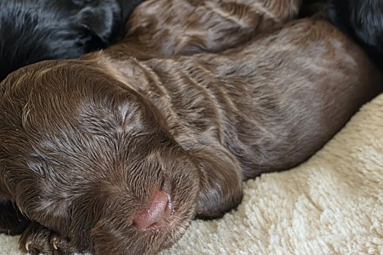 Cockapoo