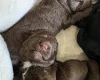 Cockapoo