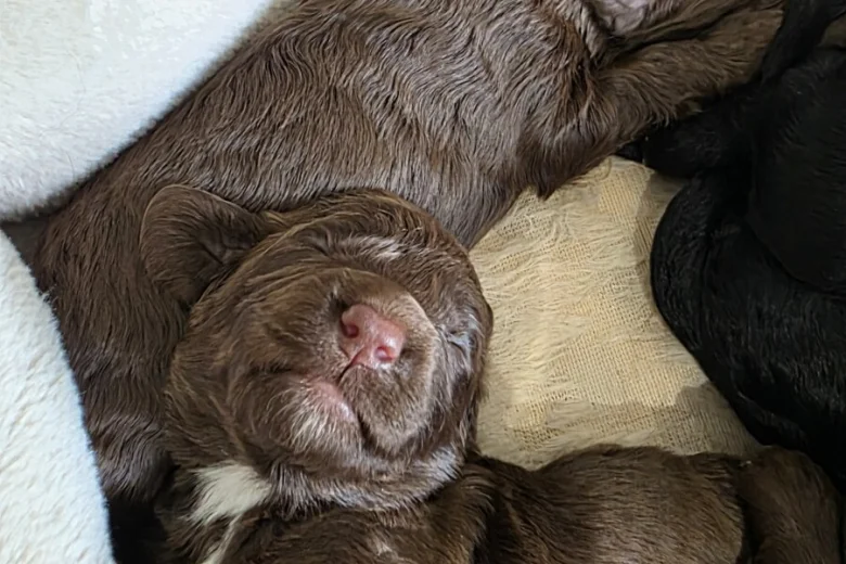 Cockapoo
