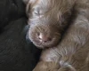 Cockapoo