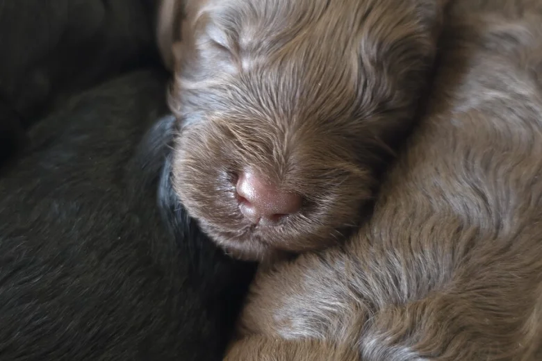 Cockapoo
