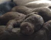 Cockapoo