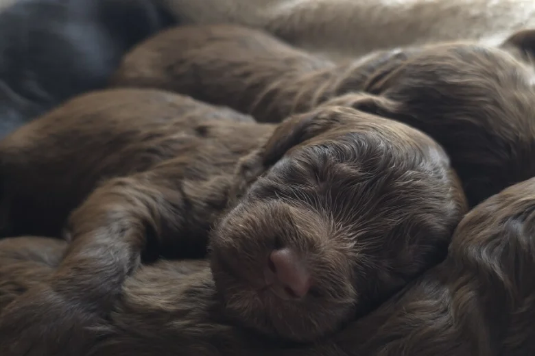 Cockapoo