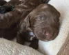 Cockapoo