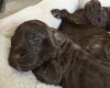 Cockapoo
