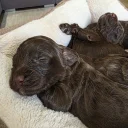 Cockapoo