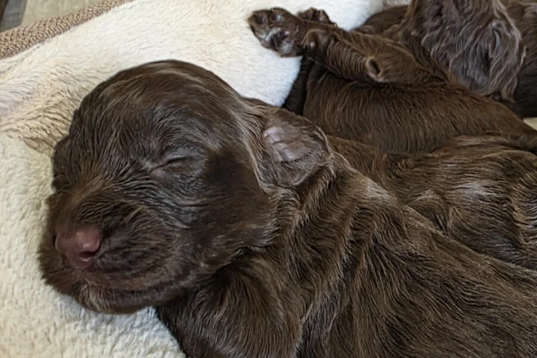 Cockapoo