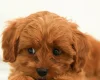 Cavapoo