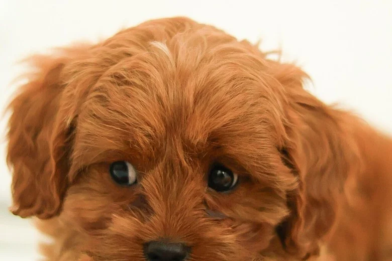 Cavapoo