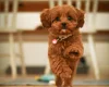 Cavapoo