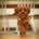 Cavapoo