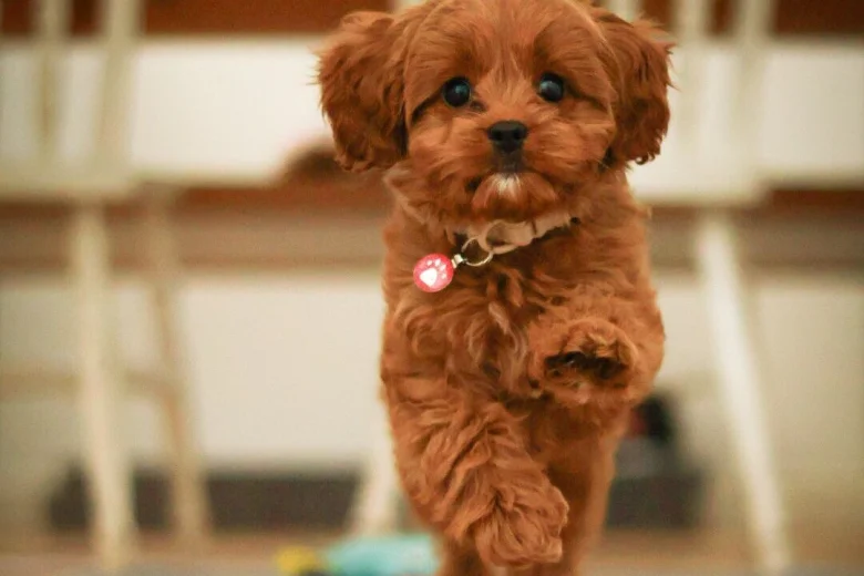 Cavapoo