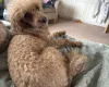 Cavapoo