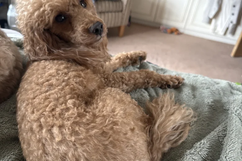 Cavapoo