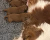 Cavapoo