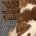 Cavapoo