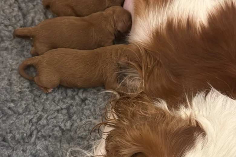 Cavapoo