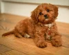 Cavapoo