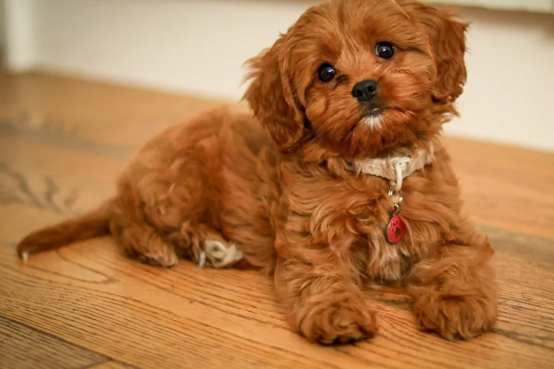 Cavapoo