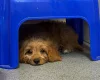 Cavapoo