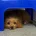 Cavapoo